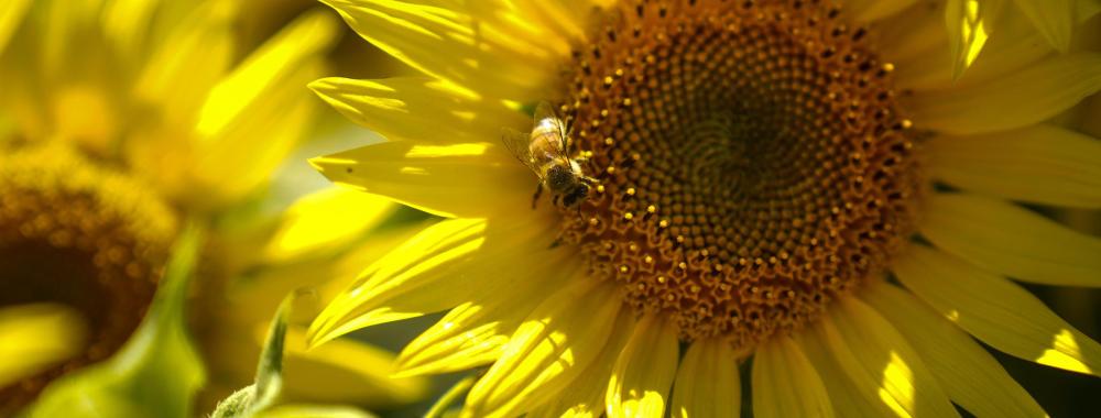 A close up picture of a sunflower with a bee in the center