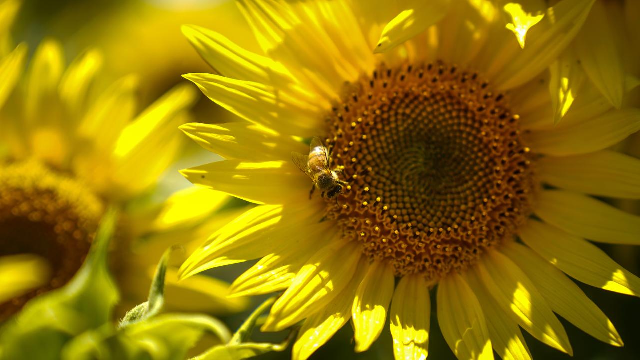 A close up picture of a sunflower with a bee in the center