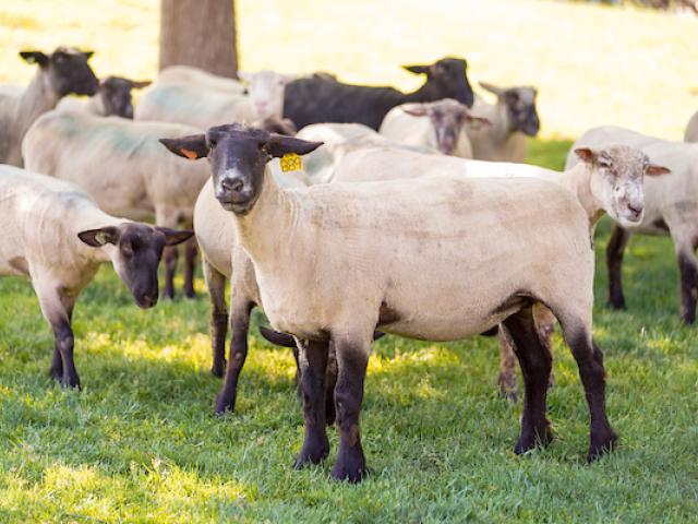 Image of a herd of UC Davis sheepmowers with one that is looking at the camera.