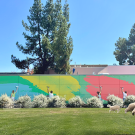 Four people use paint rollers to apply bright green, yellow, and red swaths of color to a large outdoor mural on a utility structure. Sheep graze on the lawn in the foreground, and a student walks by holding a drink. The scene is set on the UC Davis campus, with trees and buildings in the background under a clear blue sky.