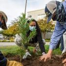 Three people plant a tree