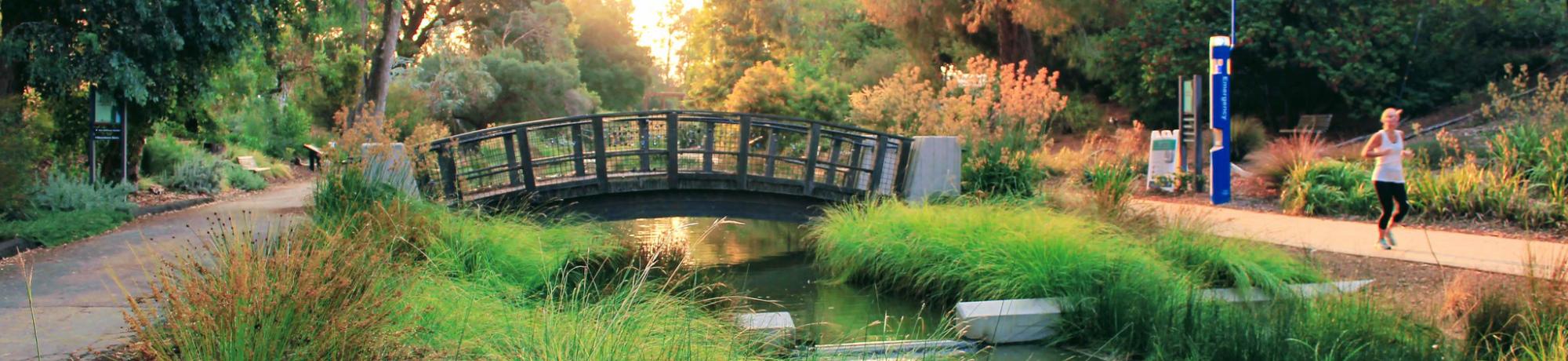 Image of runner in the UC Davis Arboretum at sunset.