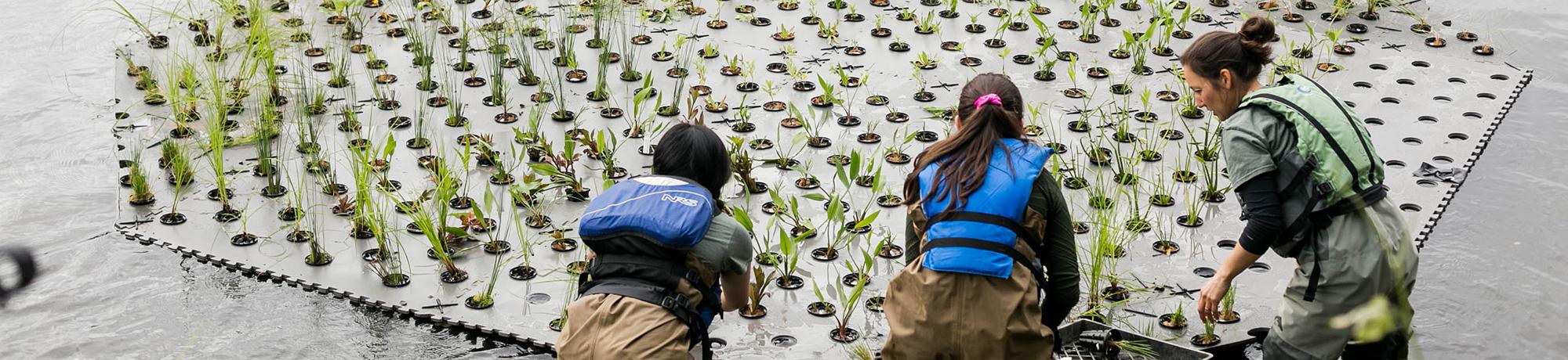 Image of floating island in the UC Davis Aboretum Waterway.
