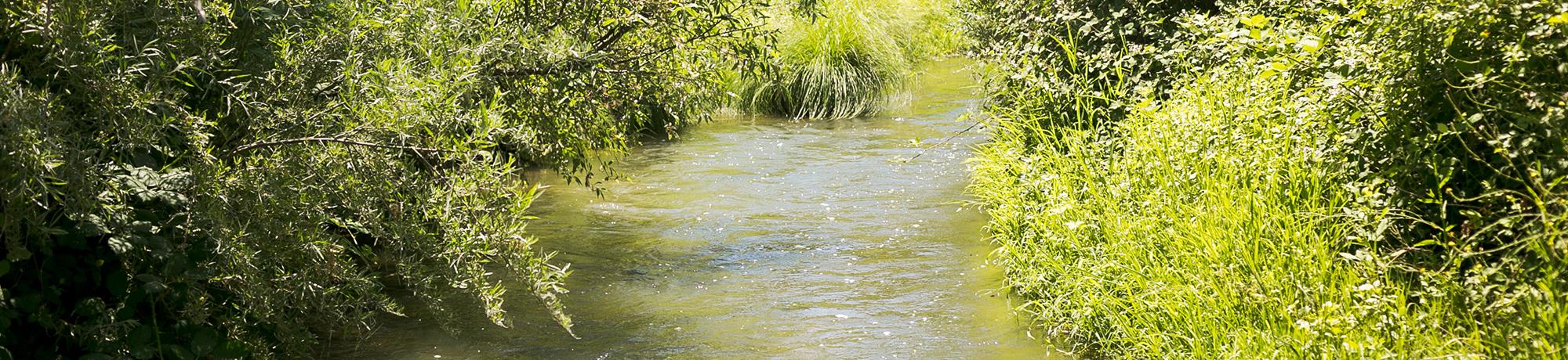 Image of Putah Creek in the UC Davis Putah Creek Riparian Reserve.